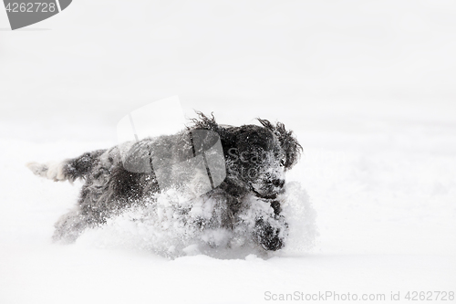 Image of english cocker spaniel dog playing in snow winter