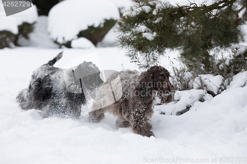 Image of two english cocker spaniel dog playing in snow winter
