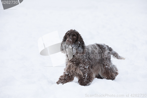 Image of english cocker spaniel dog playing in snow winter