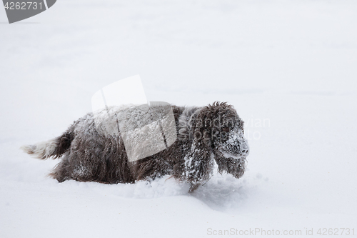 Image of english cocker spaniel dog playing in snow winter