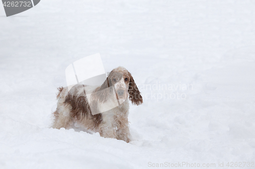 Image of english cocker spaniel dog playing in snow winter