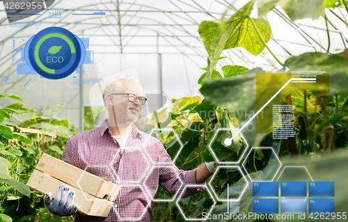 Image of old man picking cucumbers up at farm greenhouse