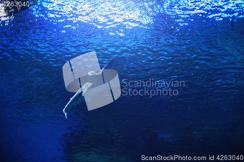 Image of Shark swimming under water