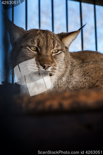 Image of Portrait of the lynx