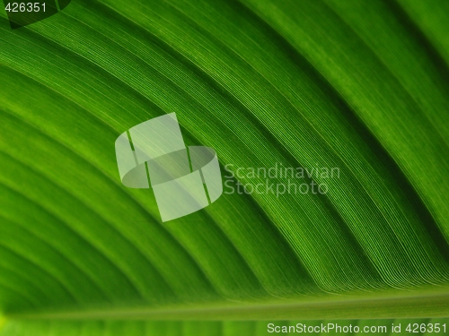 Image of banana palm leaf green dark