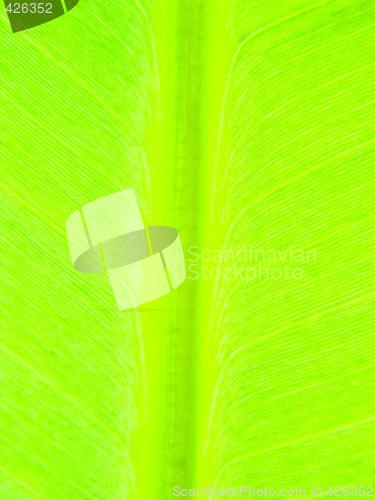 Image of leaf macro lines