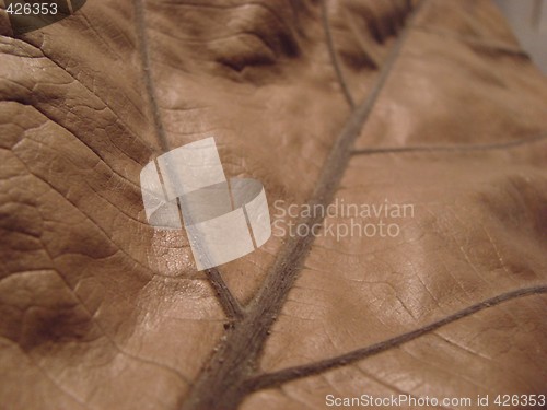 Image of leaf texture brown dry