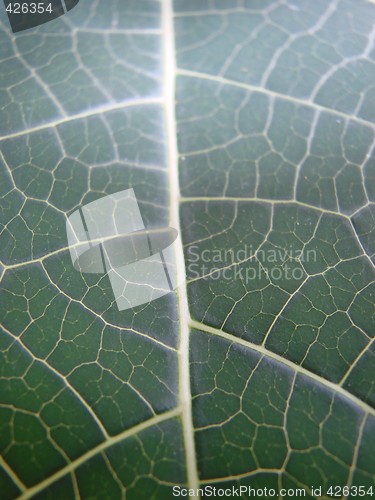 Image of leaf dark green