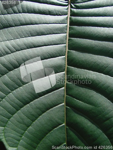 Image of green leaf macro dark
