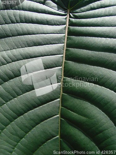 Image of green leaf macro dark