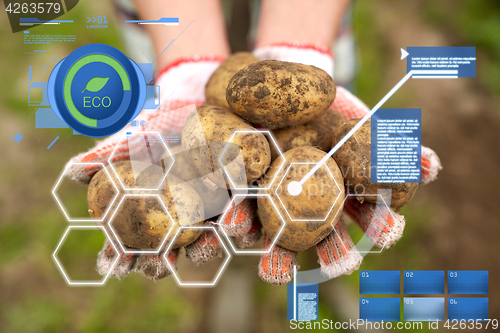 Image of farmer hands holding potatoes at farm