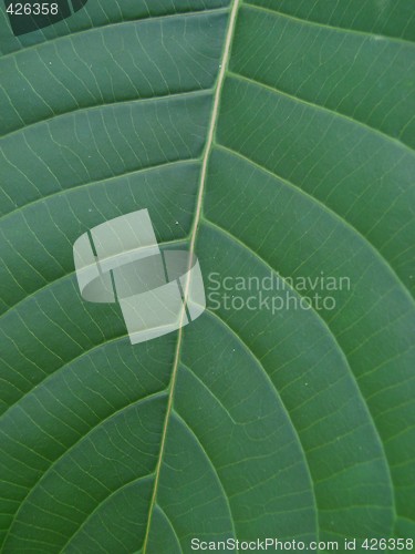 Image of leaf macro lines