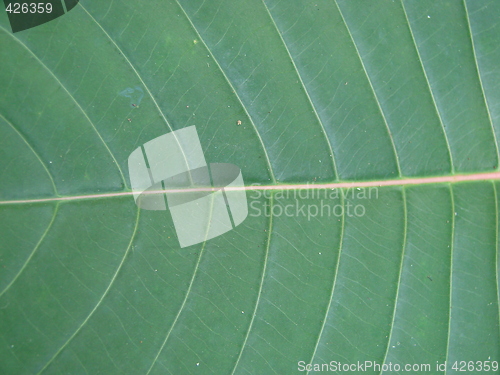 Image of leaf macro lines