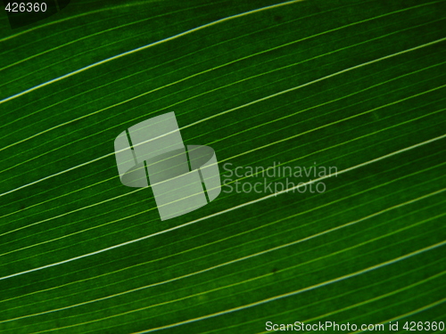 Image of leaf macro lines