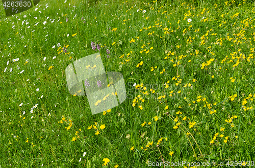 Image of Sunlit summer flowers