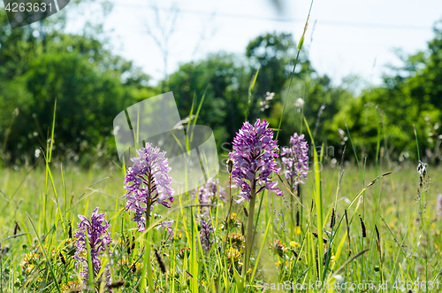 Image of Summer flowers in the green grass