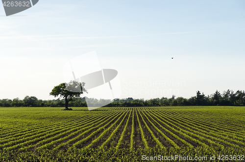 Image of Farmers corn field by spring season