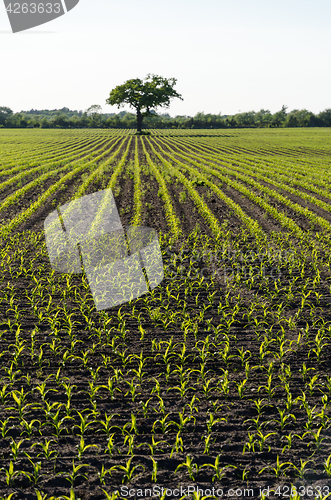 Image of Farmers field with growing corn plants