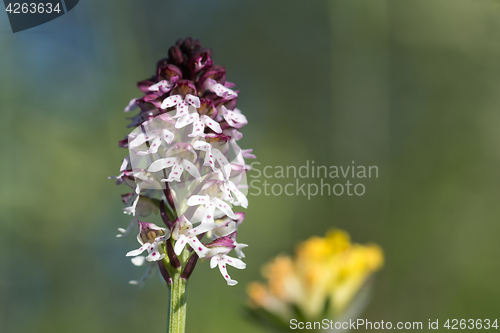 Image of Burnt Orchid close up