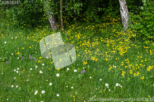 Image of Summer flowers in a green grass area