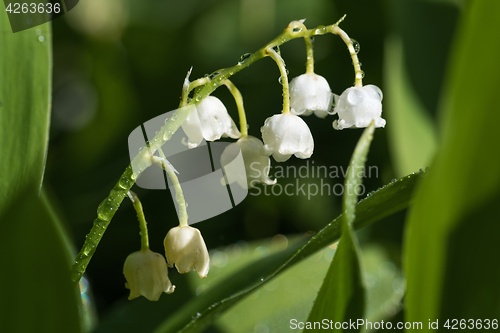 Image of Lily of the valley flowers with dew drops