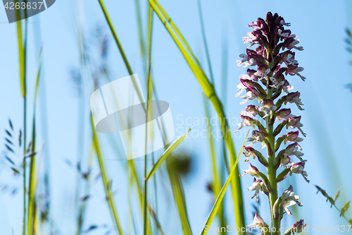 Image of Orchid flower among grass straws