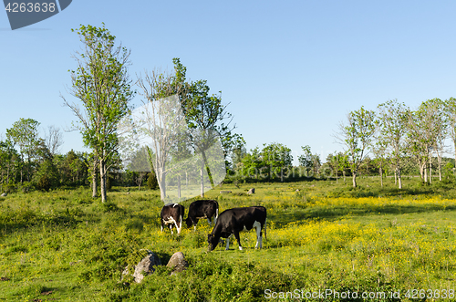 Image of Gazing cows in a colorful landscape