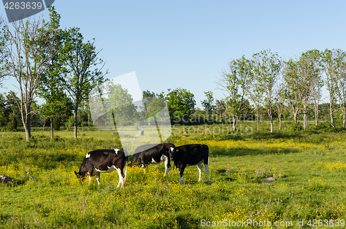 Image of Cows grazing among blossom buttercup flowers