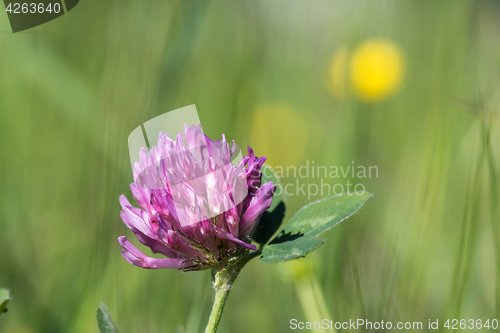 Image of Pink clover flower head