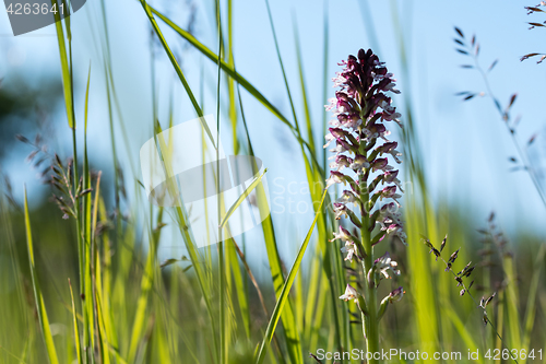 Image of Wild orchid in green grass