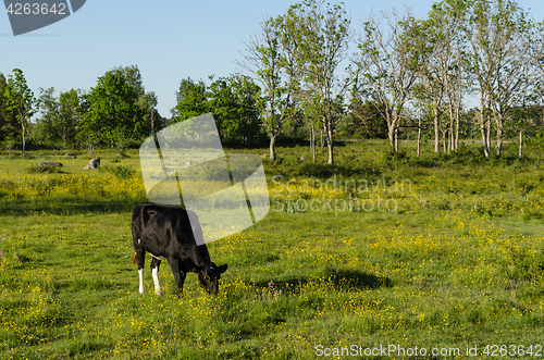 Image of Grazing cow in a bright colorful pasture land