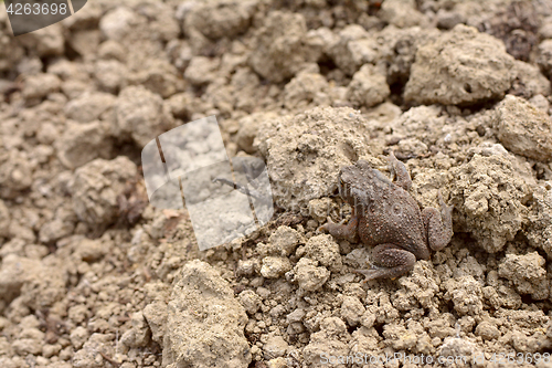 Image of Small brown common toad with warty, dry skin
