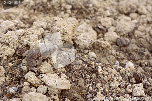 Image of European toad with dry skin sits camouflaged among earth