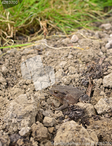Image of Small brown European toad sits on dry earth 