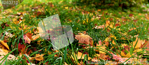 Image of Maple Leafs in Grass