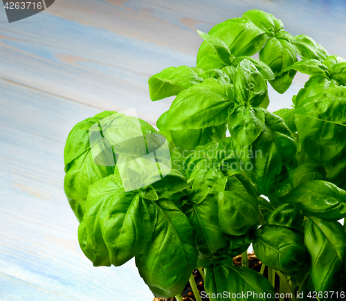 Image of Fresh Green Basil 