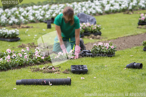 Image of Woman planting flowers 