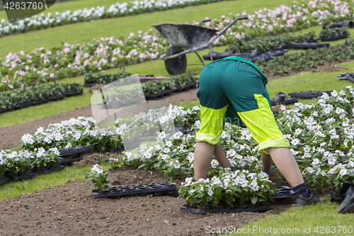 Image of Woman planting flowers 