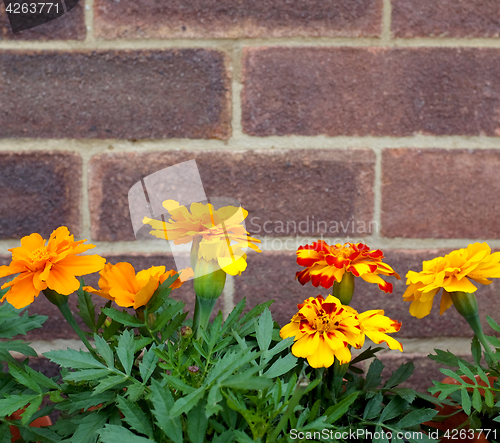 Image of French marigold flowers against a brick wall 