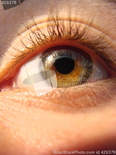 Image of eye macro