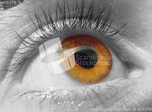 Image of eye macro