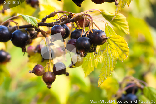 Image of berries of black currant in the garden