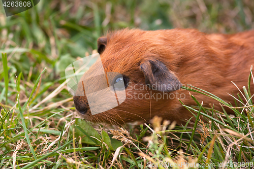 Image of guinea pig in the grass