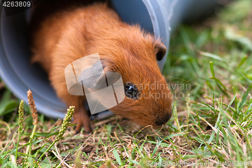 Image of guinea pig gets out from the pipe