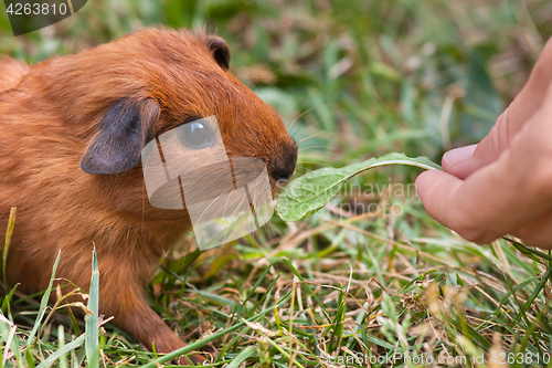 Image of hand feeding guinea pig with dandelion