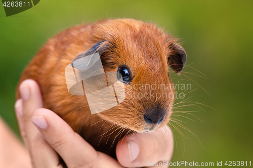 Image of hand holding young guinea pig