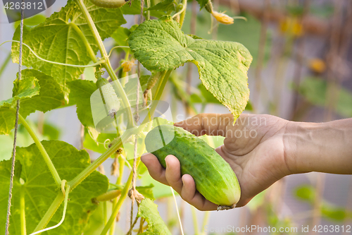 Image of hand picking cucumber in the garden