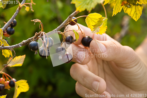 Image of hand picking ripe berries of black currant in the garden