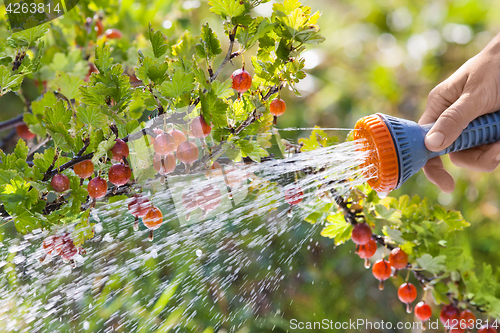 Image of hand watering gooseberry bush in the garden, closeup