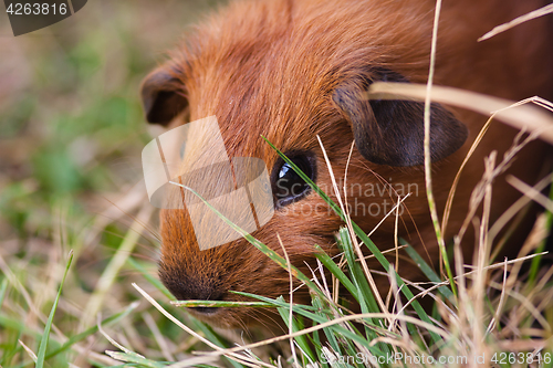 Image of young guinea pig in the grass